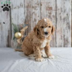 Gavin, Mini Goldendoodle Puppy